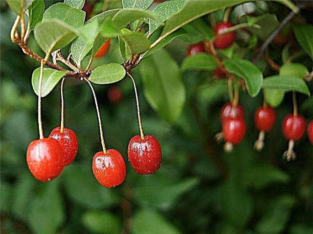 Гуми Бери храсти - съвети за грижа за горски плодове