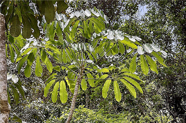 Εξωτερική φροντίδα Schefflera: Τα φυτά Schefflera μπορούν να αναπτυχθούν έξω