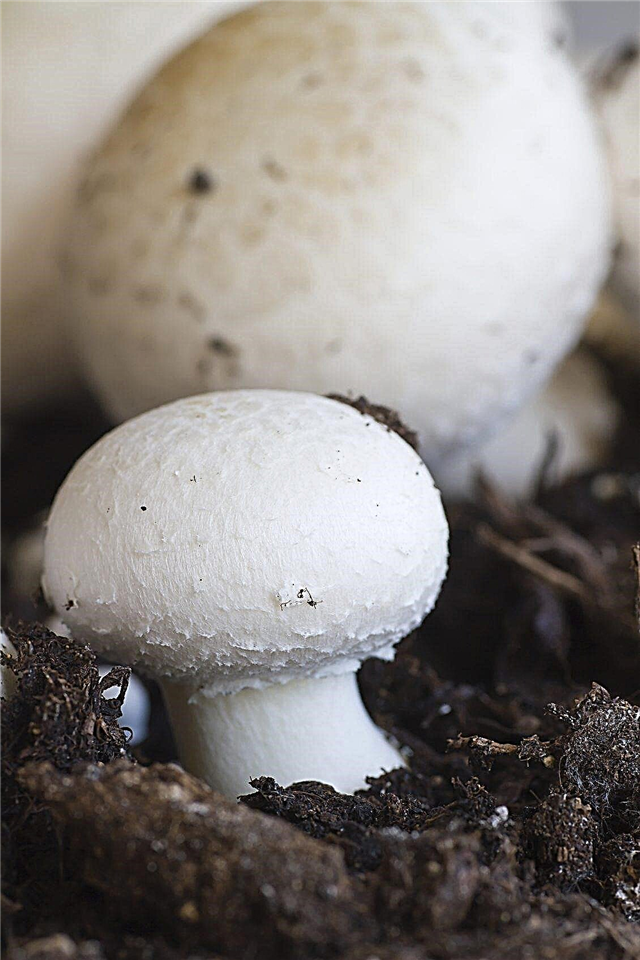 Cuidado com cogumelos de botão: Aprenda sobre o cultivo de cogumelos de botão branco