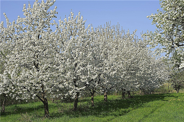 Espaçamento entre árvores de fruto: A que distância você planta árvores de fruto no jardim