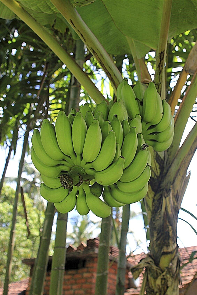 Banantræfrugt - tip til at få bananplanter til frugt