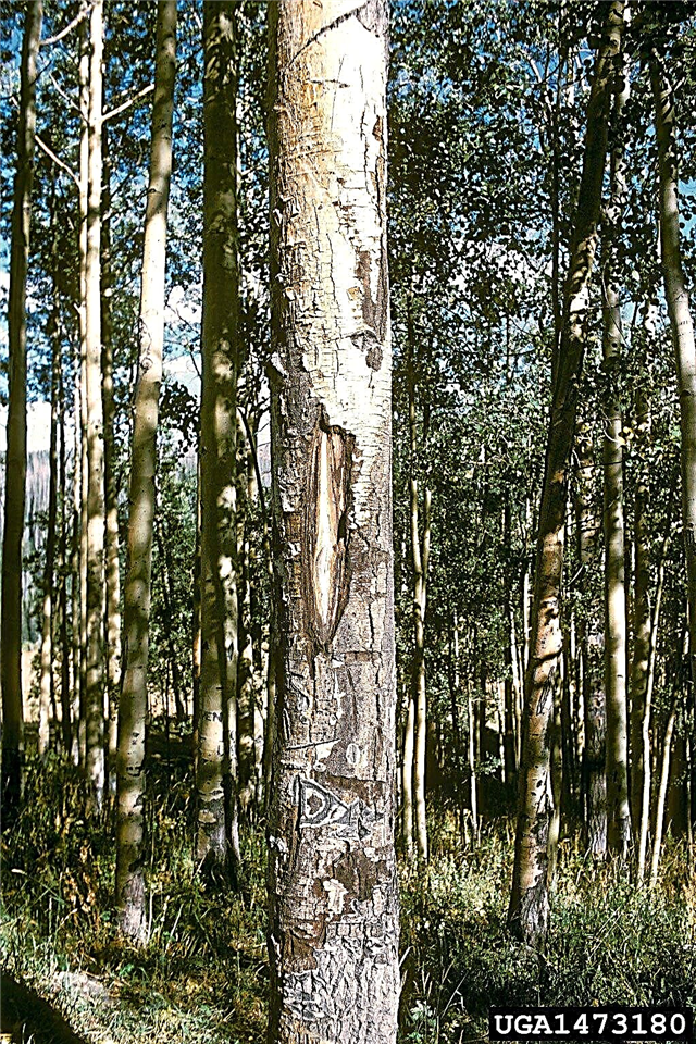 Hvad er Cenangium Canker: Håndtering af sooty Bark Canker på træer