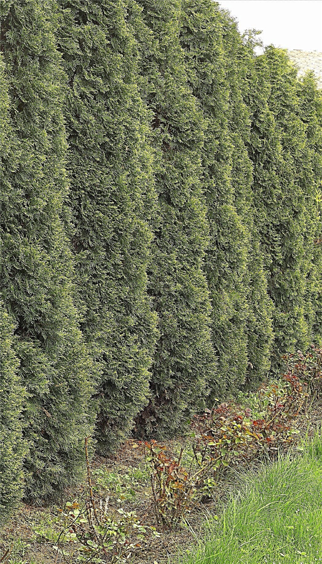 Arbustos de hoja perenne de crecimiento rápido - Los mejores arbustos de hoja perenne para la privacidad