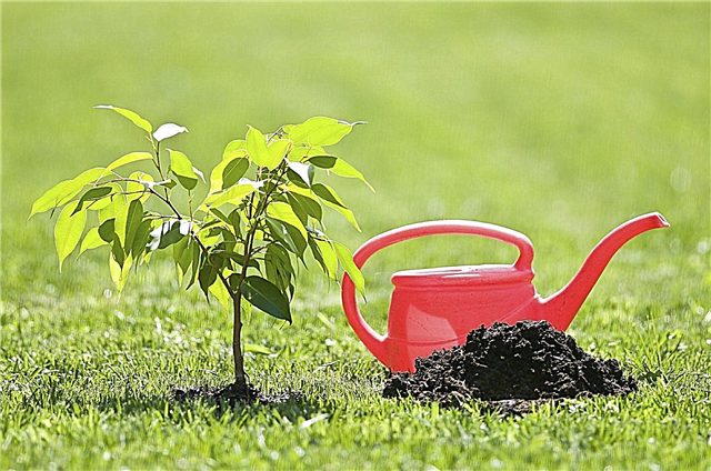 Riego de nuevas plantas: ¿qué significa regar bien al plantar?