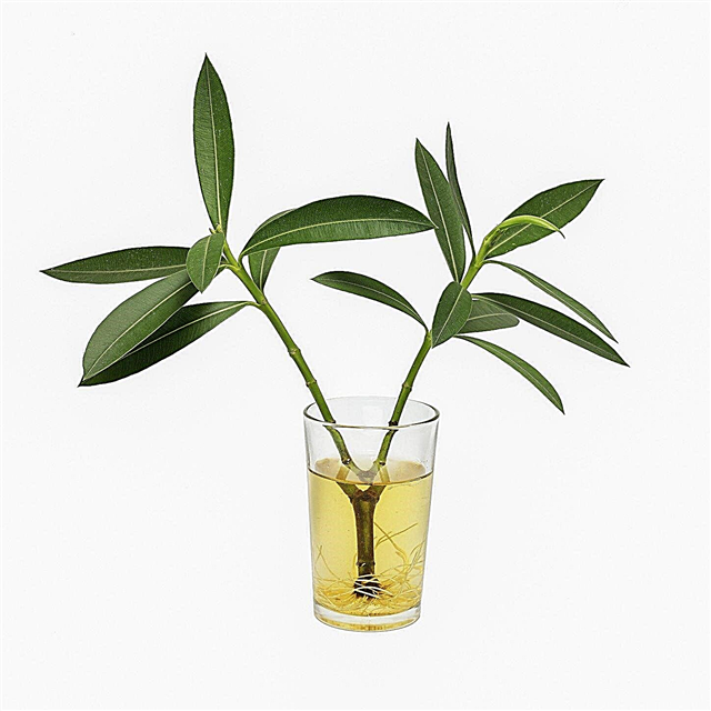 Dyrking av oleander fra stiklinger - Hvordan propagere oleander stiklinger