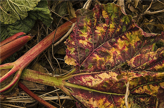 Pouvez-vous composter les feuilles de rhubarbe - Comment composter les feuilles de rhubarbe