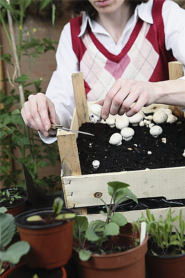 Colheita De Cogumelos: Como Colher Cogumelos Em Casa
