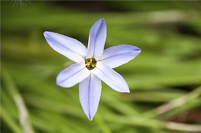 Starflowers de Primavera em Recipientes: Como Plantar Lâmpadas Ipheion em Vasos
