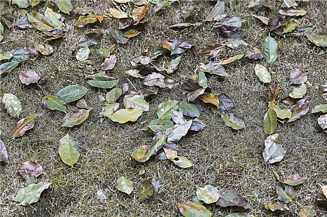 Efectos de la defoliación: qué hacer para las plantas desfoliadas en el jardín