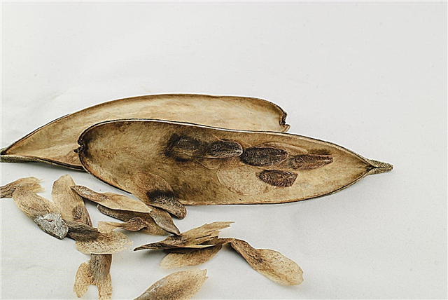 Baccelli di semi su Plumeria - Quando e come raccogliere i semi di Plumeria