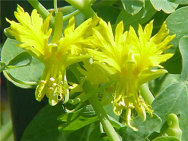 Canary Creeper Flowers: Como crescer videiras Canary Creeper