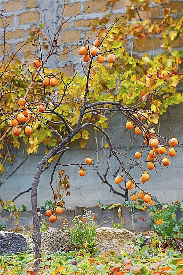 Fakta om amerikansk persimmonträd - tips om växande amerikanska persimmoner