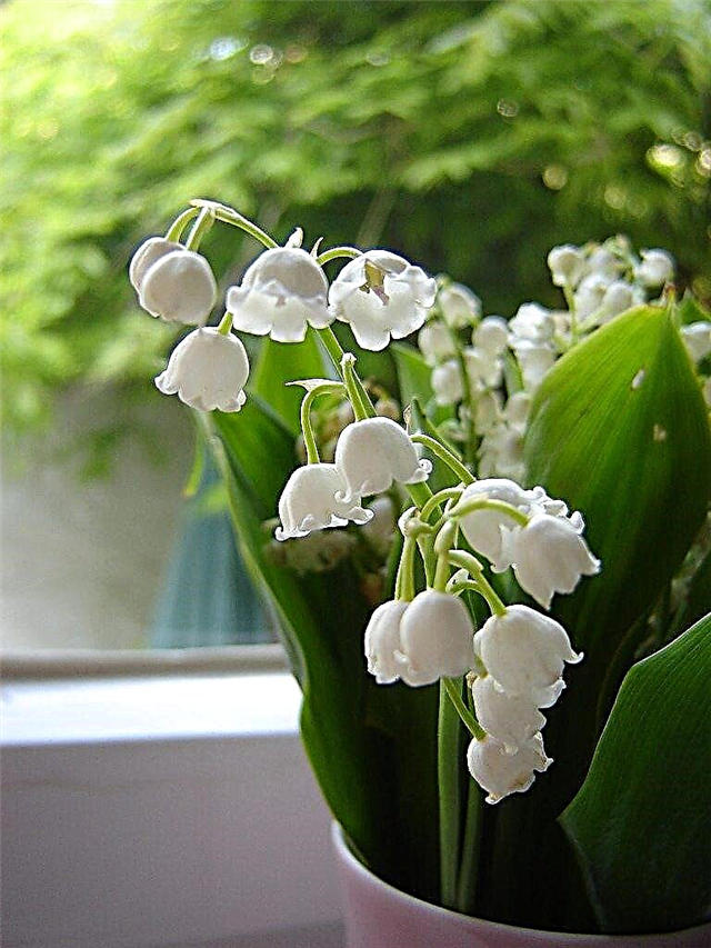 Container Growing Lily Of The Valley: Hur man planterar Lily Of Valley i krukor