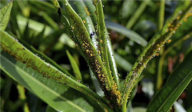 Általános Oleander kártevők: tippek az Oleander rovarok kezelésére