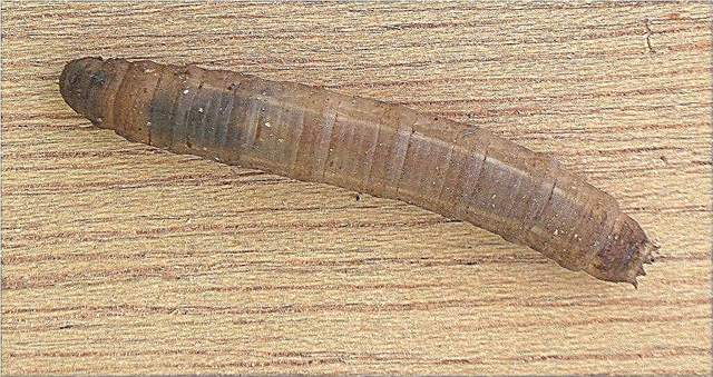 Pragas de Leatherjacket: Controle de larvas de Leatherjacket em seu gramado