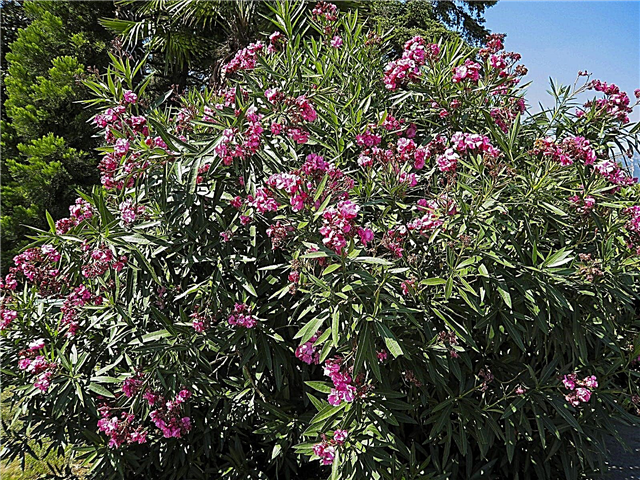 Verjüngte überwachsene Oleander verjüngen: Tipps zum Beschneiden eines überwachsenen Oleanders