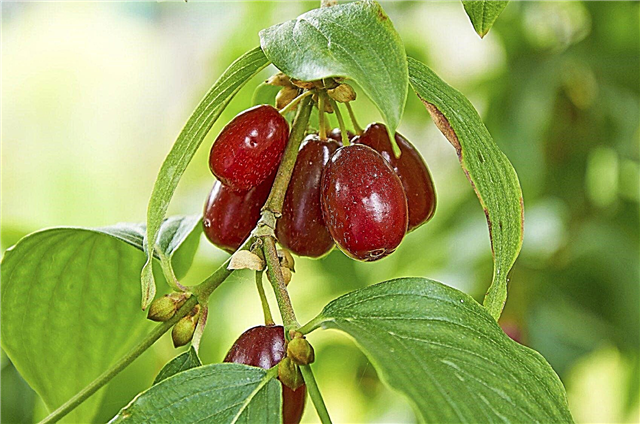 Anbau von Cornelian Cherry - Wie man Cornelian Cherry Trees züchtet