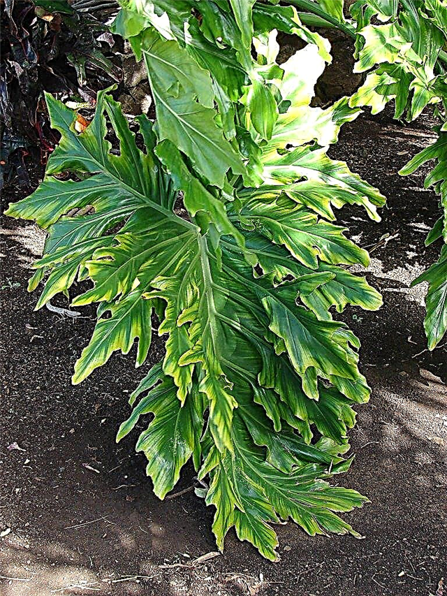Fiddleleaf Philodendroni hooldus - lugege teavet Fiddleleaf Philodendronite kasvatamise kohta
