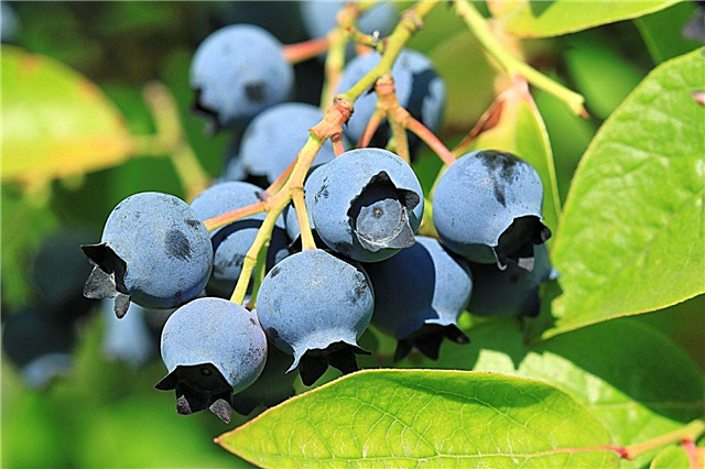 Almindelige blåbærtyper: Bedste sorter af blåbær til haver