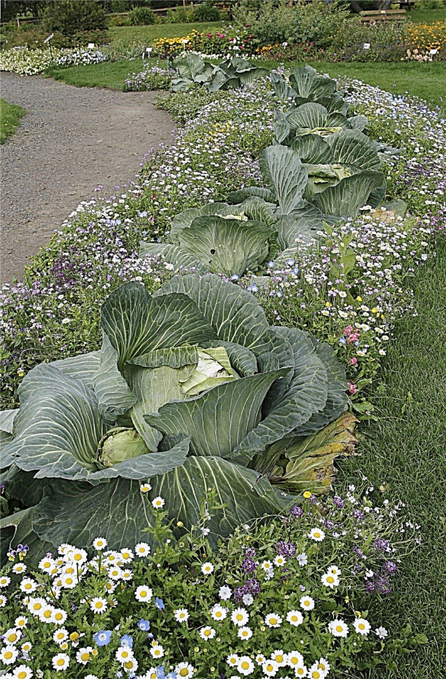Rastline cone 1: rastline v hladnem okolju za vrtnarjenje v coni 1