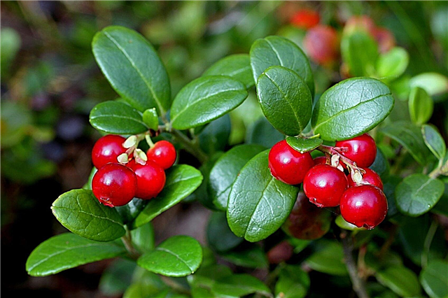 Qué son las arándanos rojos: consejos para cultivar plantas de arándanos rojos
