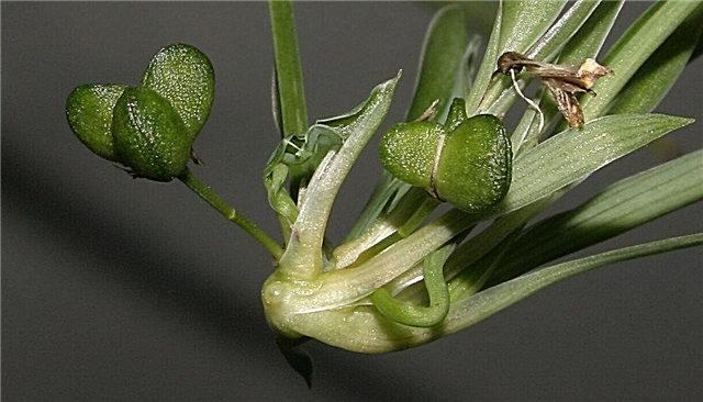 Czy rośliny pająka mają nasiona: jak wyhodować roślinę pająka z nasion