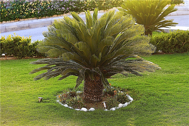 Starostlivosť o vonkajšie ruky Sago Palm: Na záhrade môžu rásť ságy