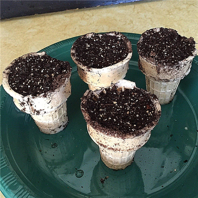 Comment démarrer des graines dans des cornets de crème glacée - Conseils pour planter dans un cornet de crème glacée