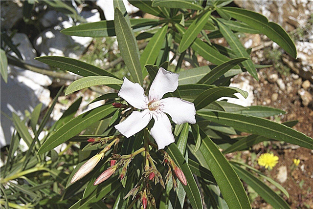 Oleander umpflanzen - Erfahren Sie, wie Sie einen Oleanderbusch umpflanzen
