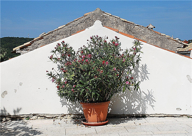 Vrtnarjenje oleander posod: Nasveti za gojenje oleandra v posodah