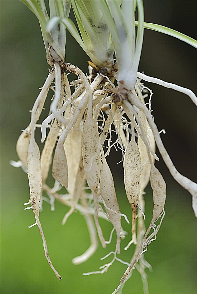 根が腫れたクモ植物：クモ植物の茎について学ぶ