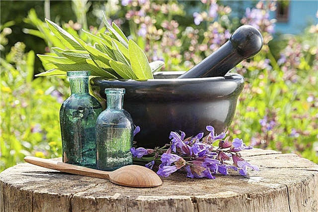 Healing Herb Plants - Conseils pour cultiver un jardin d'herbes médicinales