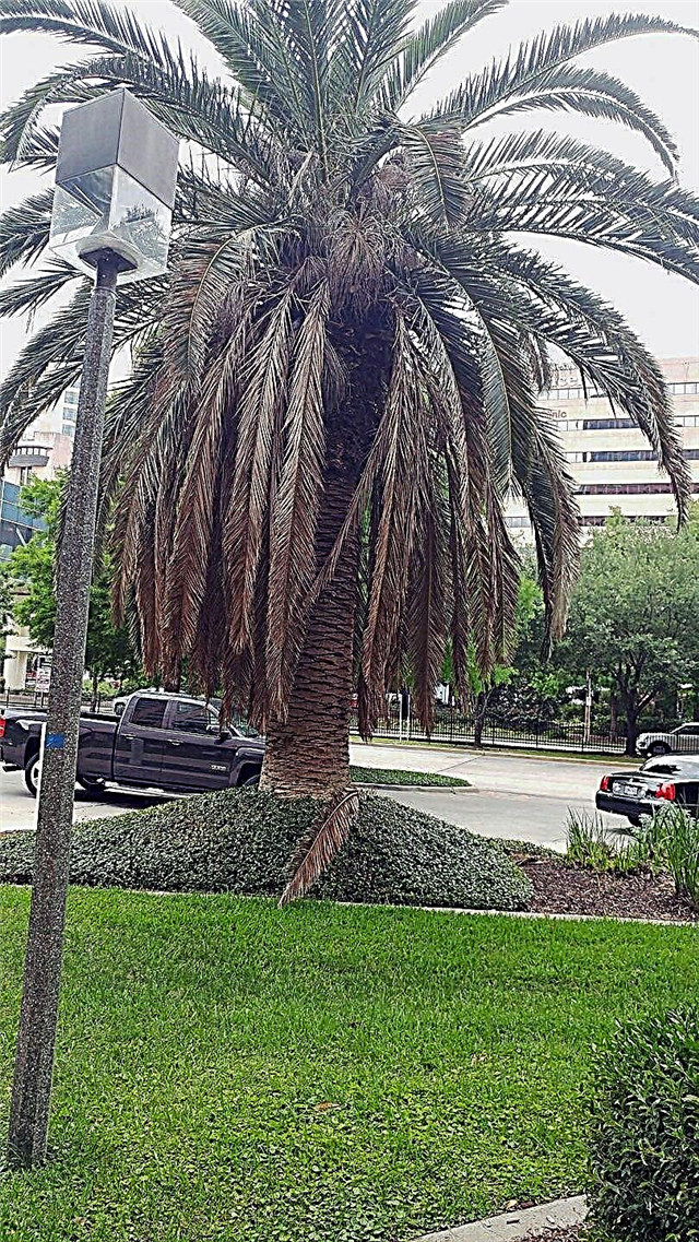 Palm Tree dropping Fronds: Kan du spara en palm tree utan fronds