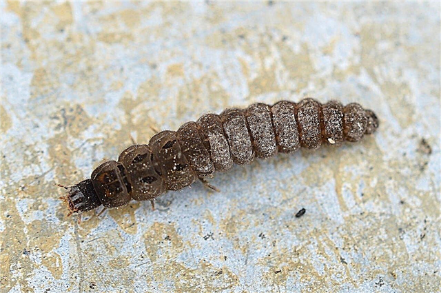 Identifier les coléoptères soldats: trouver des larves de coléoptères soldats dans les jardins