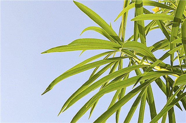 Leaf Drop On Oleander - Alasan Untuk Menjatuhkan Daun Oleander