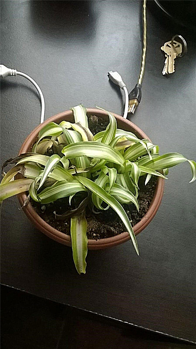 Wilting Spider Plants: Důvody Spider Plant Leaves Look Droopy