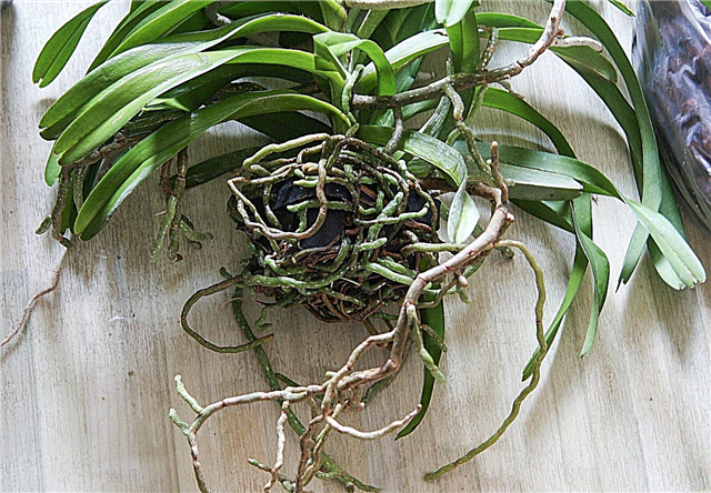 Vanda Orchid Propagation: tips voor het verdelen van Vanda Orchids