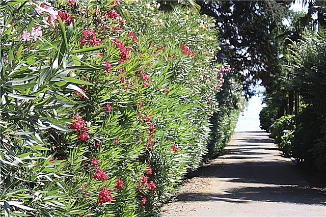 Oleanderio privatumo gyvatvorė: patarimai, kaip pasodinti Oleanderį kaip gyvatvorę