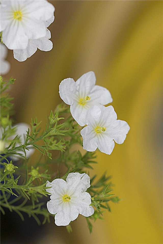 Wachsende Cupflower Nierembergia: Informationen zur Pflege in Nierembergia