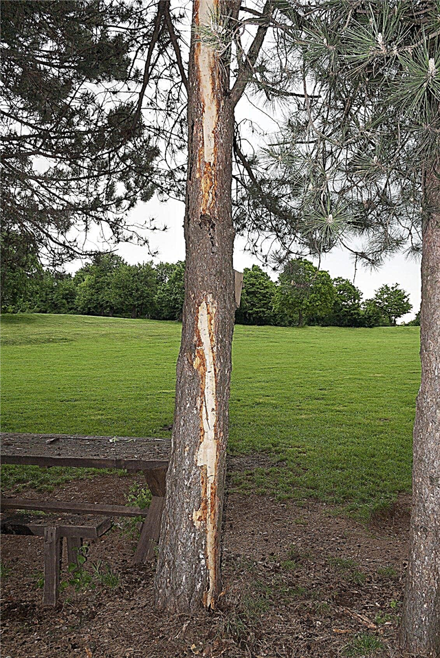 Bomen getroffen door bliksem: door bliksem beschadigde bomen repareren
