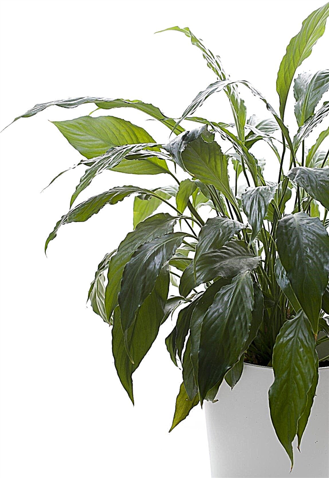 Peace Lily Repotting - Tipps zum Umtopfen einer Peace Lily-Pflanze