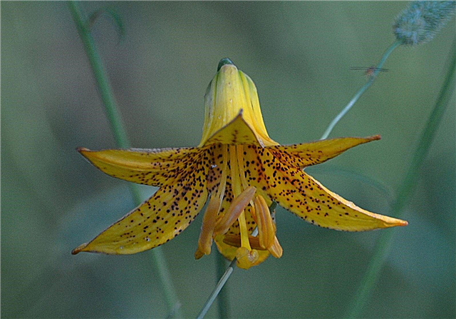 Canada Lily Wildflowers - Wie man Canada Lilies in Gärten züchtet