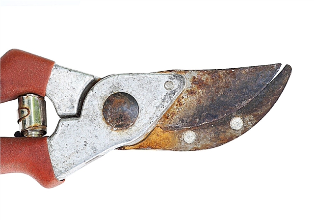 Ayuda, mis herramientas de jardín están oxidadas: cómo limpiar las herramientas de jardín oxidadas