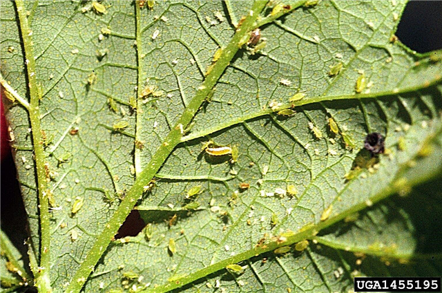 Blattlaus-Mücken-Lebenszyklus: Lokalisieren von Blattlaus-Mücken-Larven und Eiern in Gärten