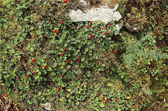 Gojenje jagod: uporaba talnega pokrivača Partridgeberry na vrtovih