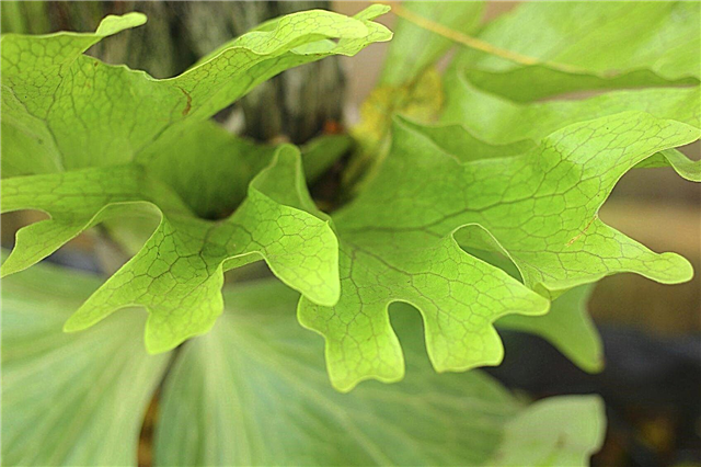 نشر نبات السرخس Staghorn: تعلم كيفية بدء نبات السرخس Staghorn