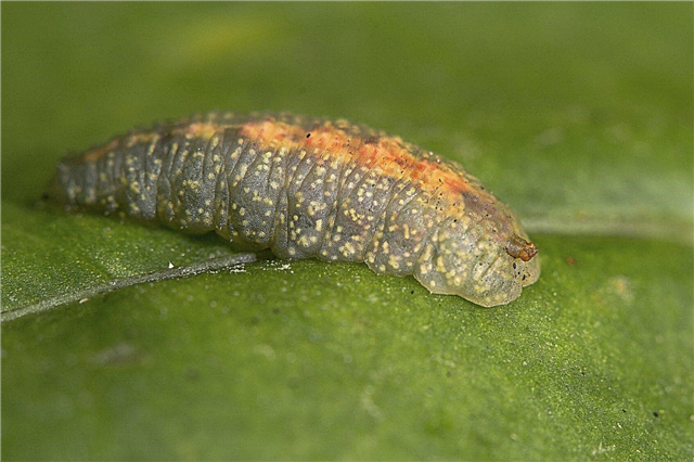 Ovos e larvas da mosca syphid: dicas sobre a identificação do Hoverfly nos jardins
