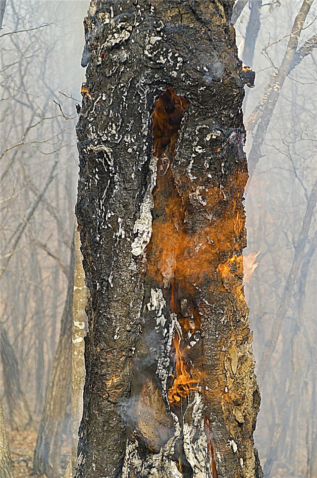 Utvärdering av brandskador på träd: tips om reparation av brända träd
