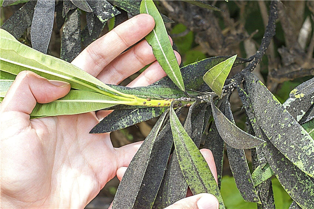 Probleme cu bucla frunzelor Oleander: motivele pentru ondularea frunzelor pe Oleander