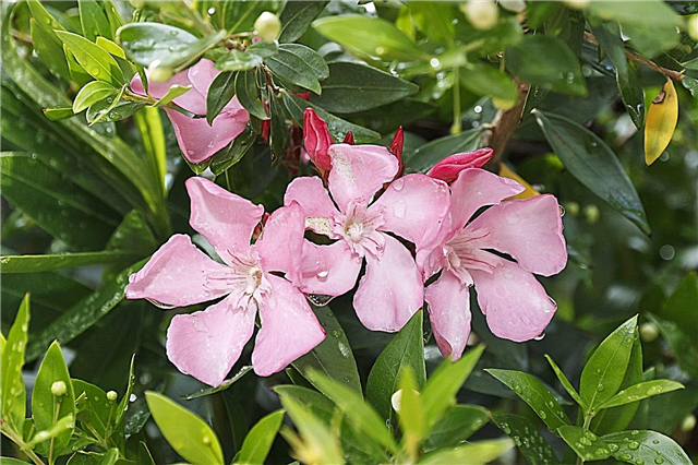 Besoins d'irrigation du laurier-rose: conseils sur l'arrosage des plantes de laurier-rose dans le jardin